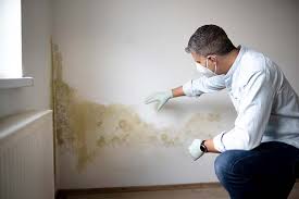 Grafton, WV Mold Removal & Remediation Company